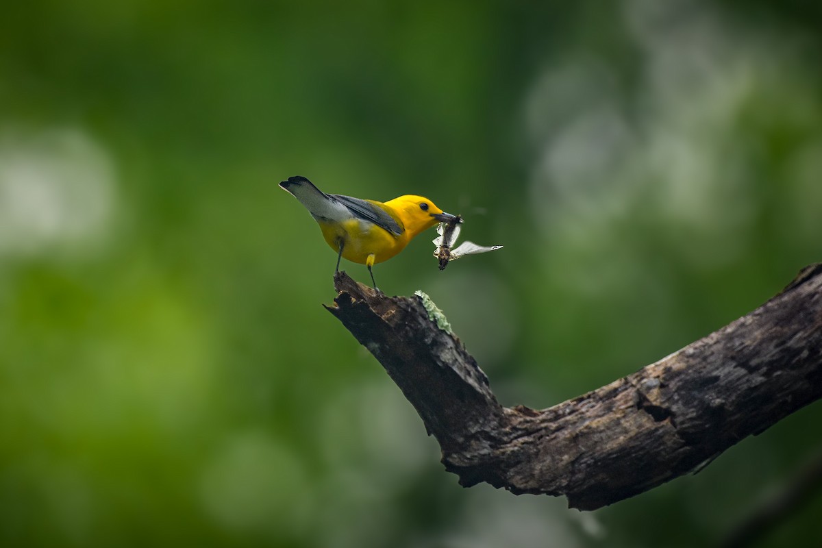 Prothonotary Warbler - ML620063138