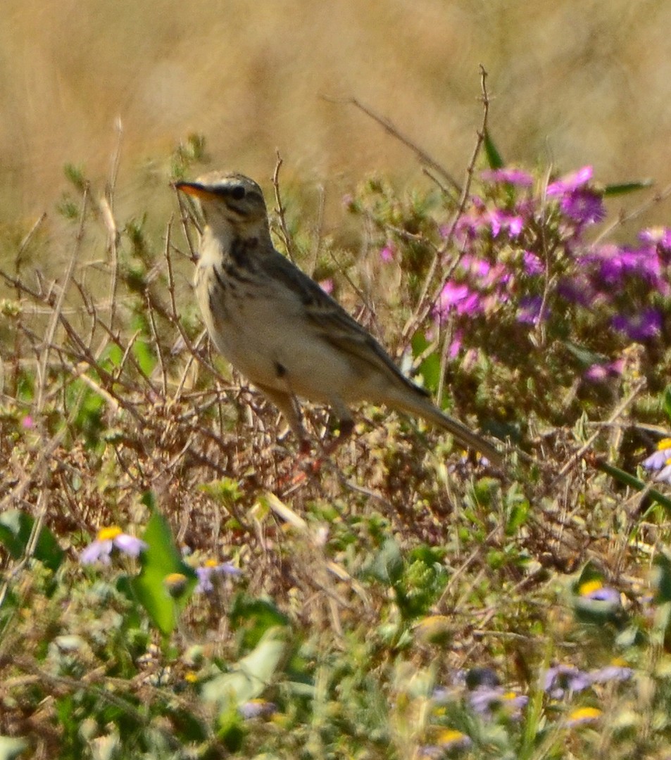 African Pipit - ML620063139