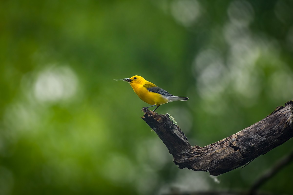 Prothonotary Warbler - ML620063141