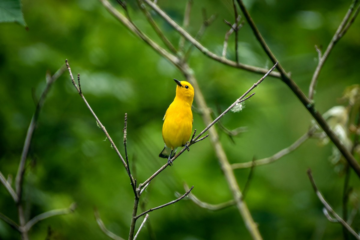 Prothonotary Warbler - ML620063142