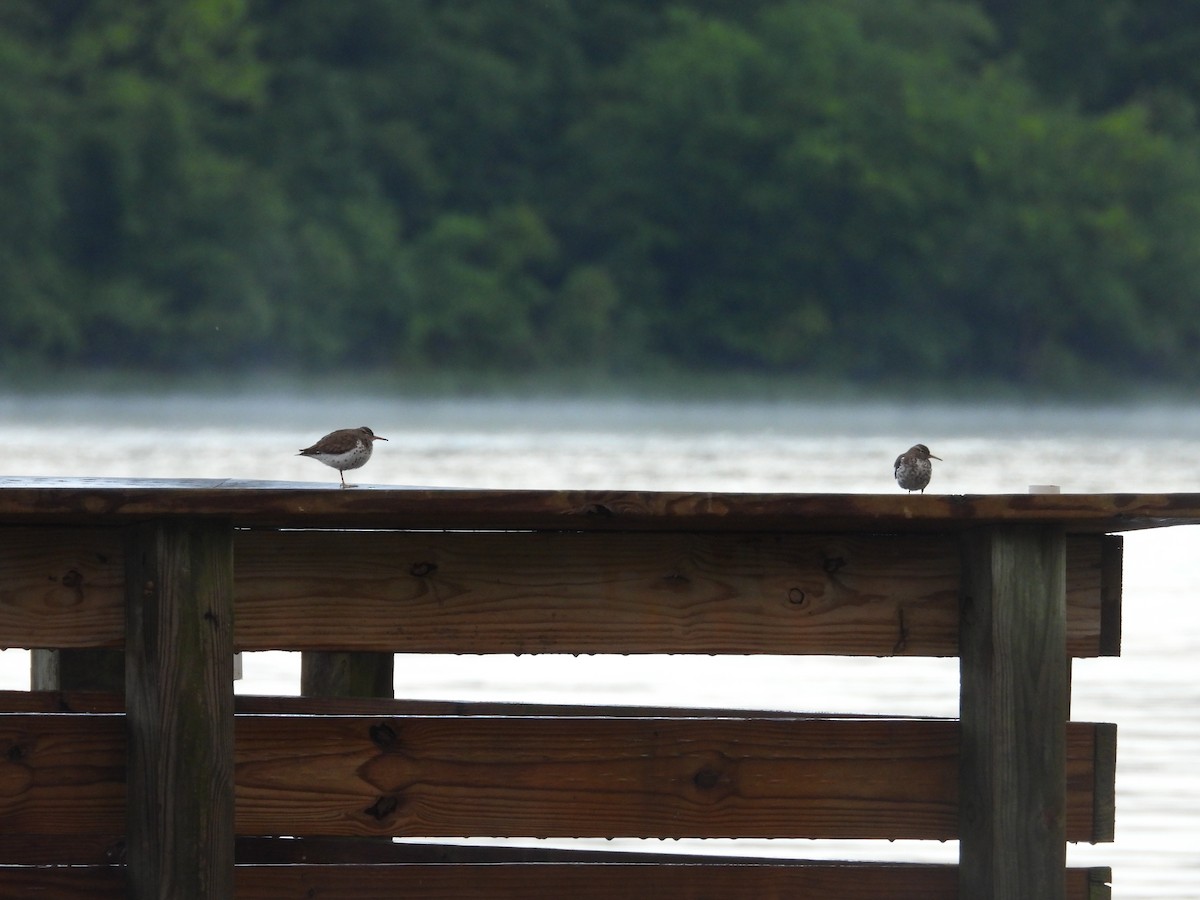 Spotted Sandpiper - ML620063158