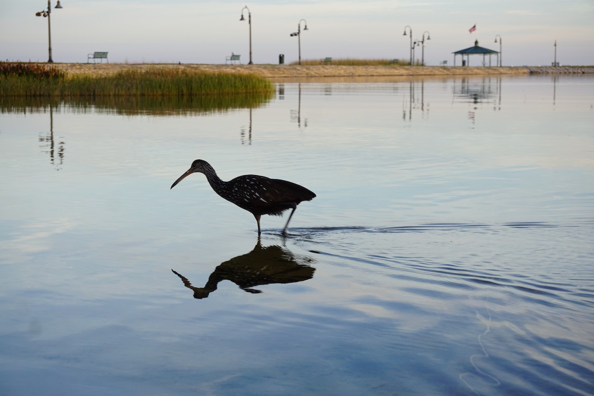 Limpkin - ML620063159