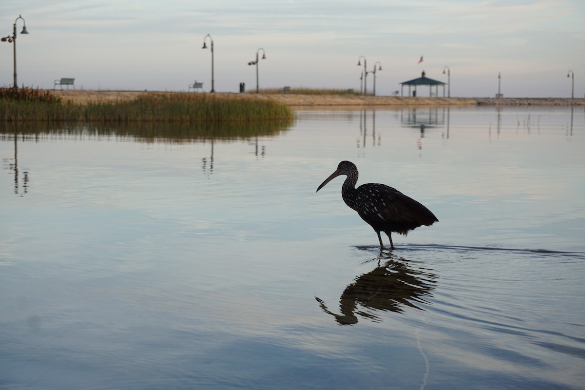 Limpkin - ML620063160