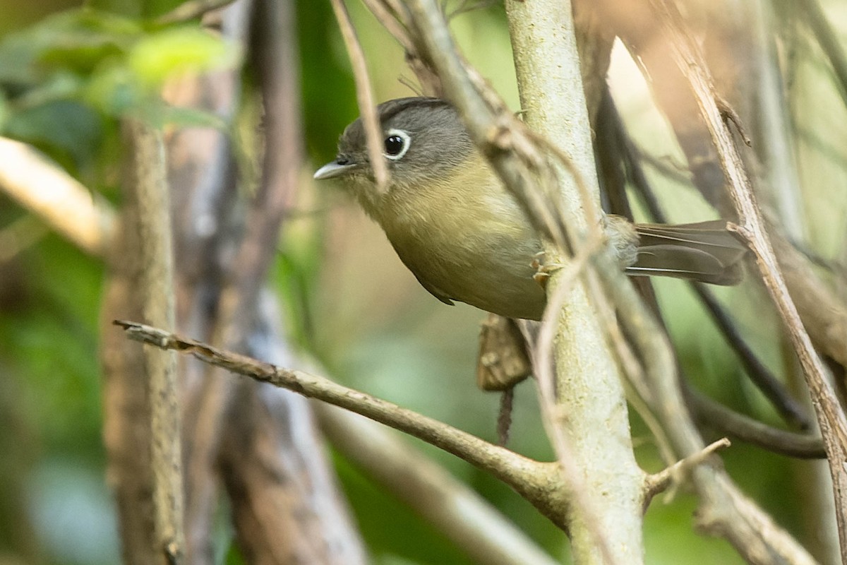 Nepal Fulvetta - ML620063177