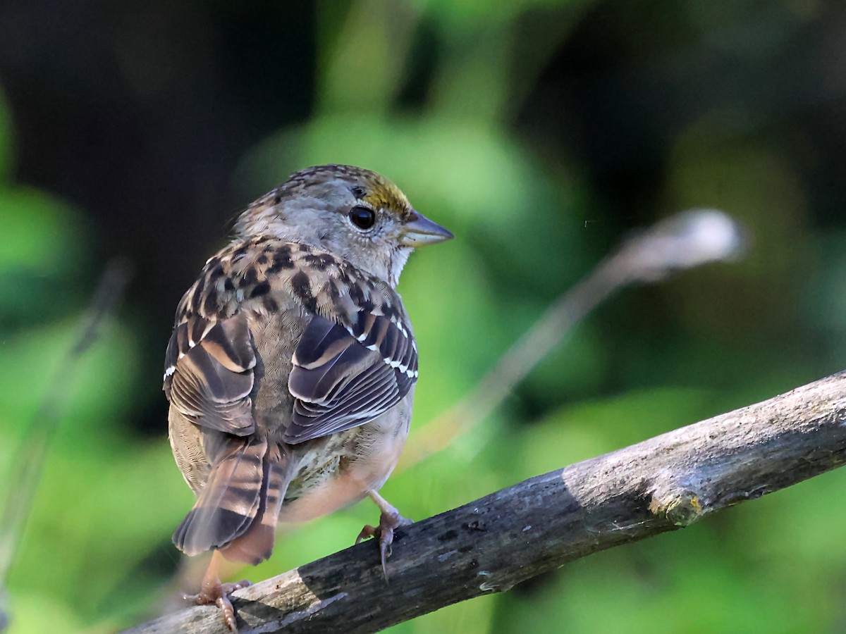 Golden-crowned Sparrow - ML620063181