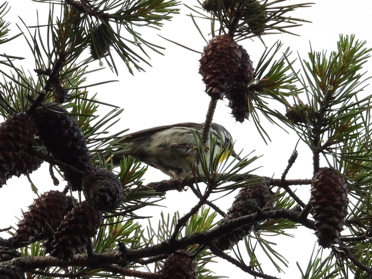 Yellow-throated Warbler - ML620063187