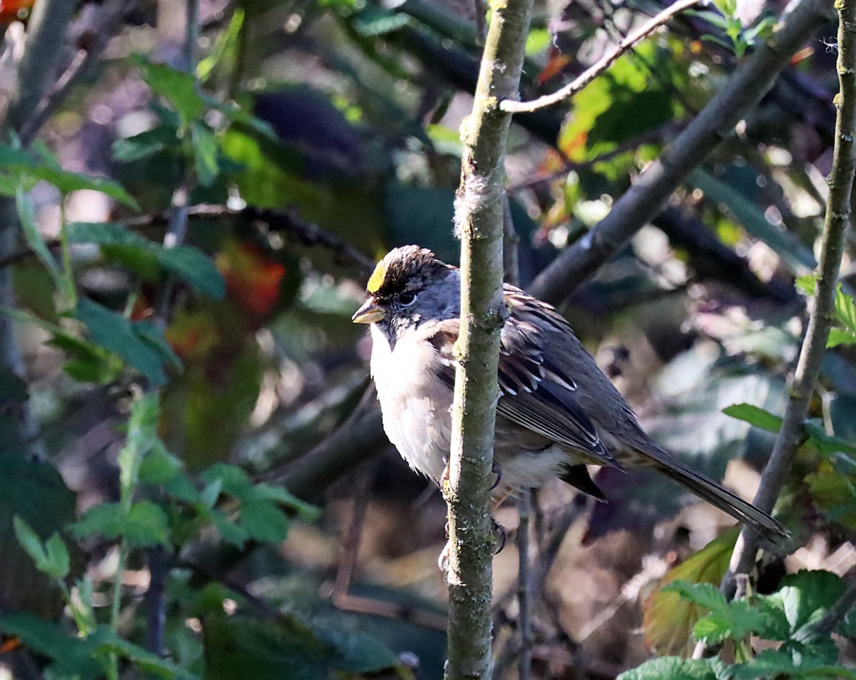 Golden-crowned Sparrow - ML620063189