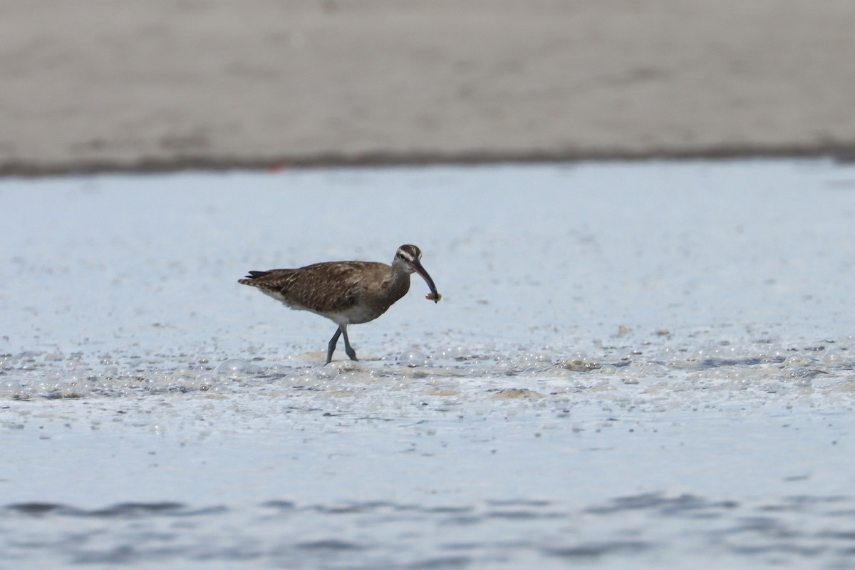 Regenbrachvogel - ML620063191