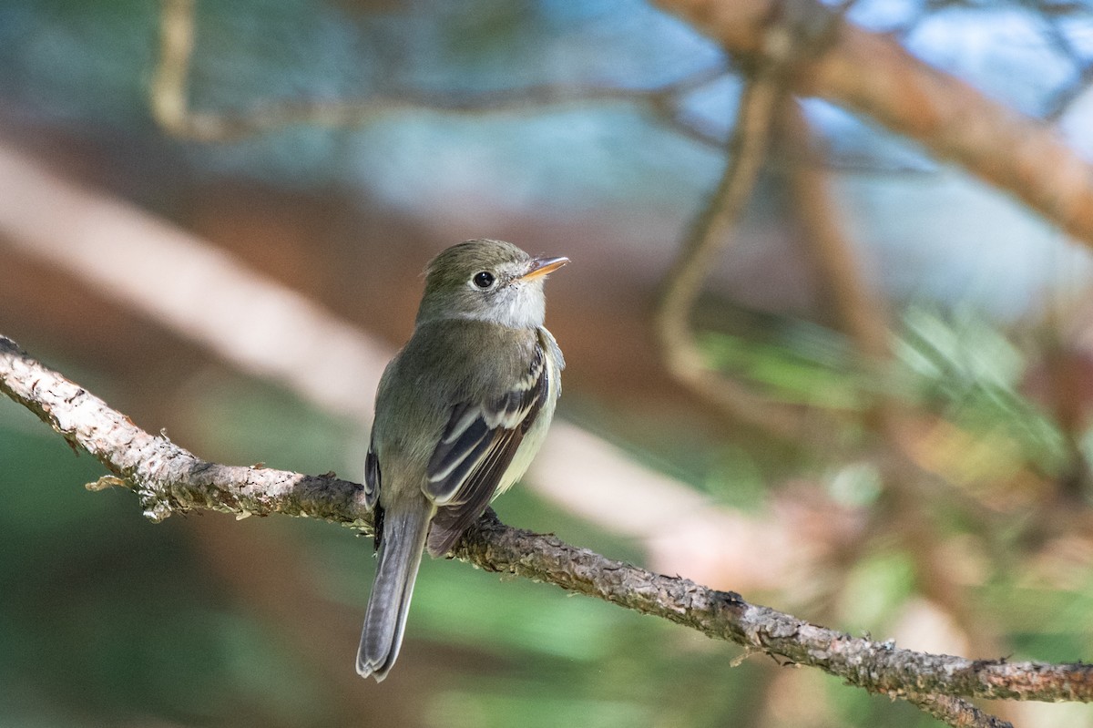 Least Flycatcher - ML620063197