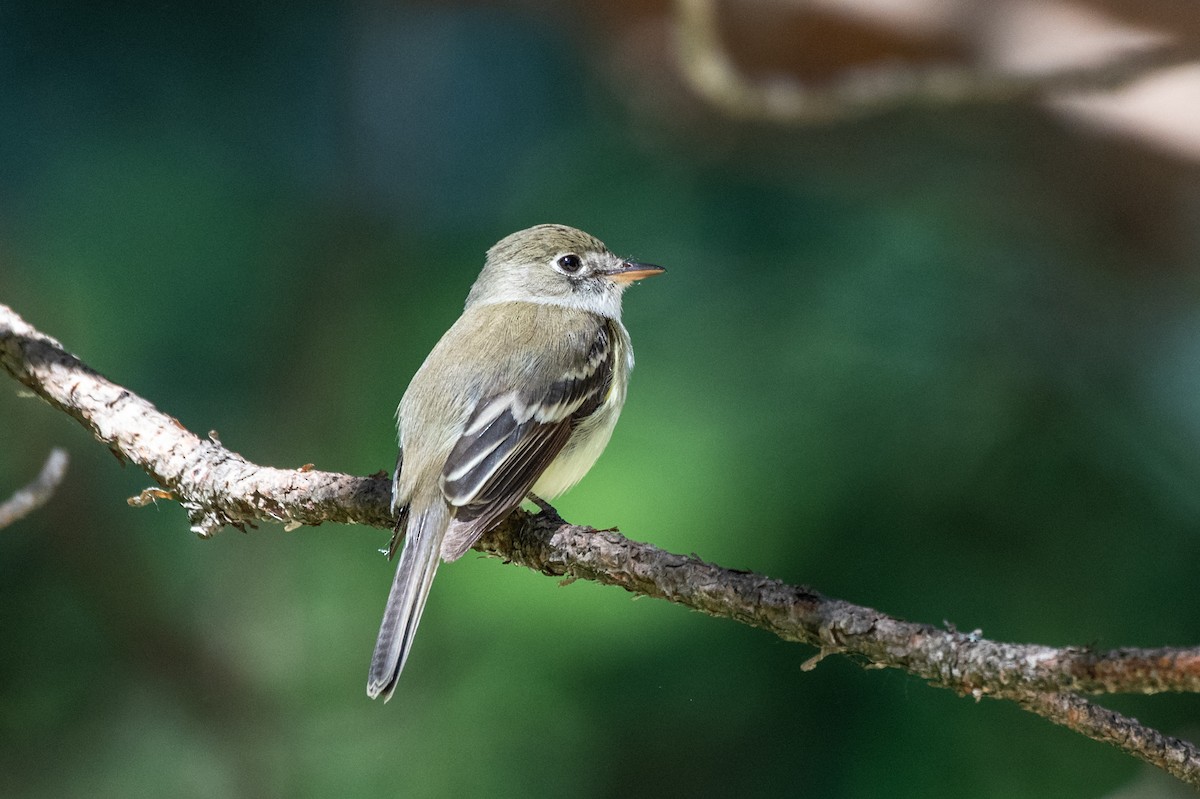 Least Flycatcher - ML620063198