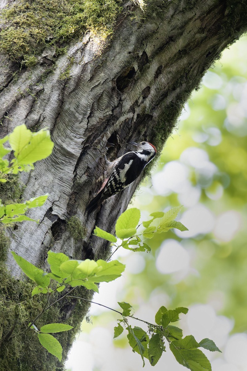Middle Spotted Woodpecker - ML620063204