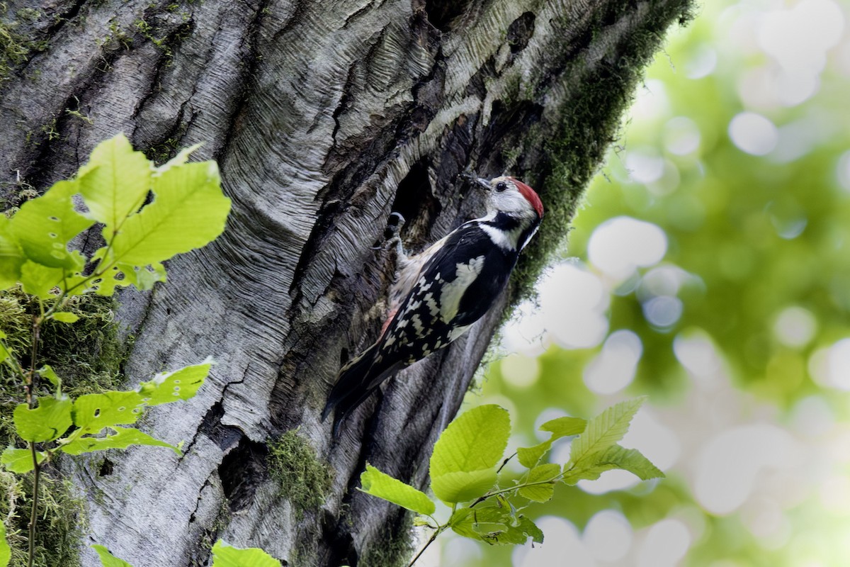 Middle Spotted Woodpecker - ML620063208
