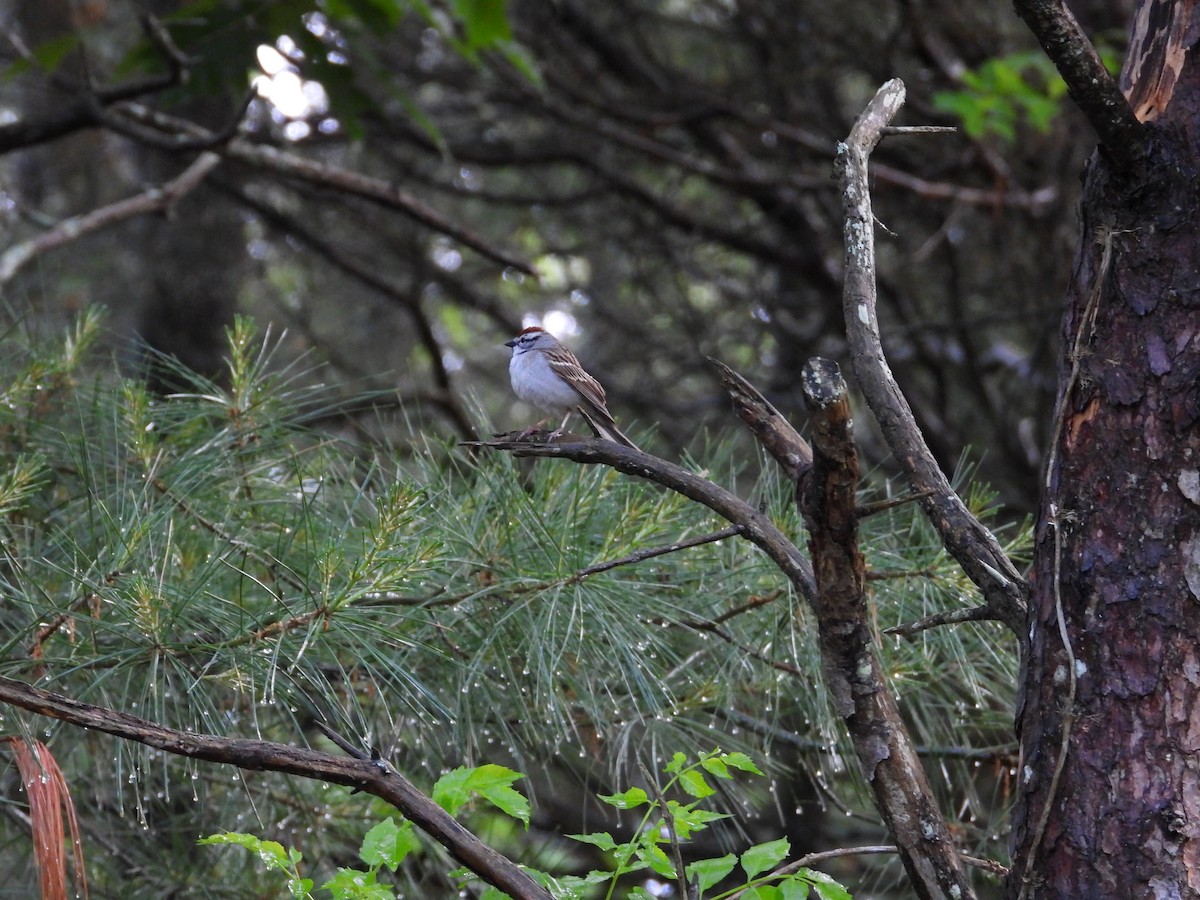 Chipping Sparrow - ML620063209