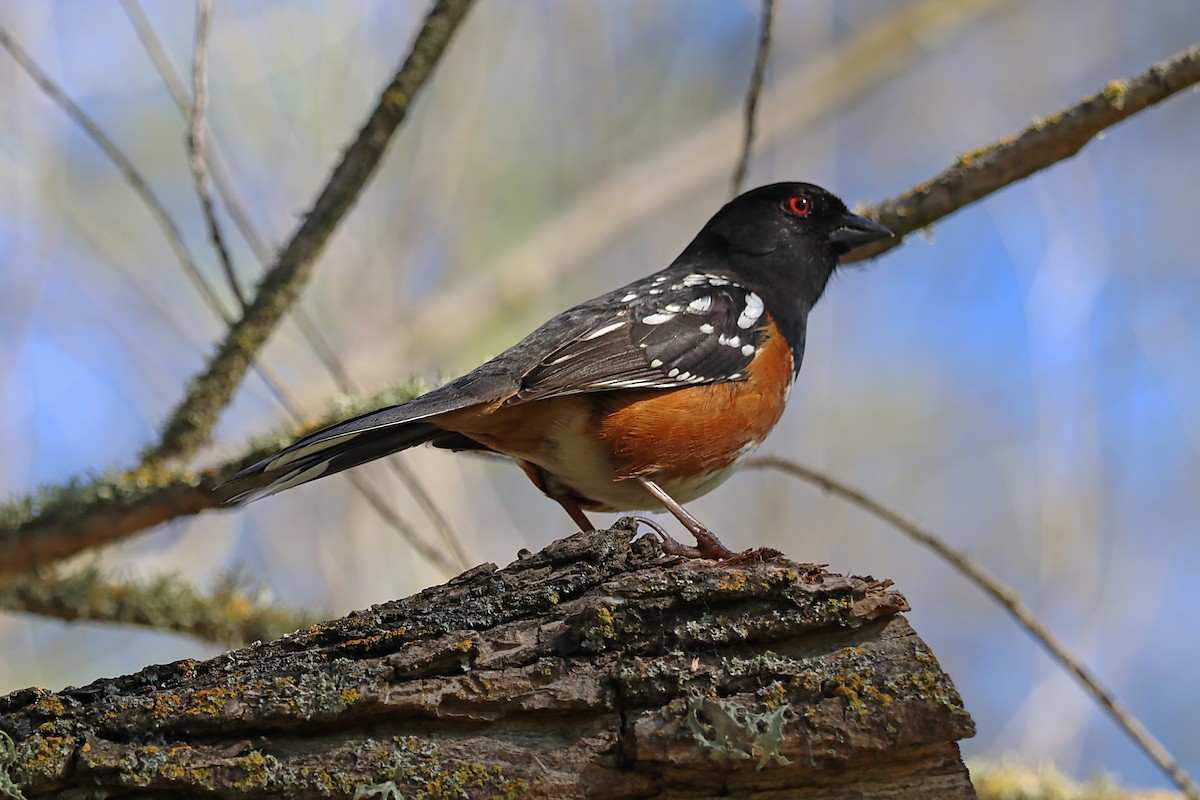Spotted Towhee - ML620063216