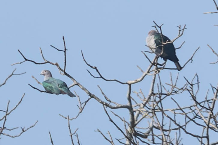 Green Imperial-Pigeon - ML620063217