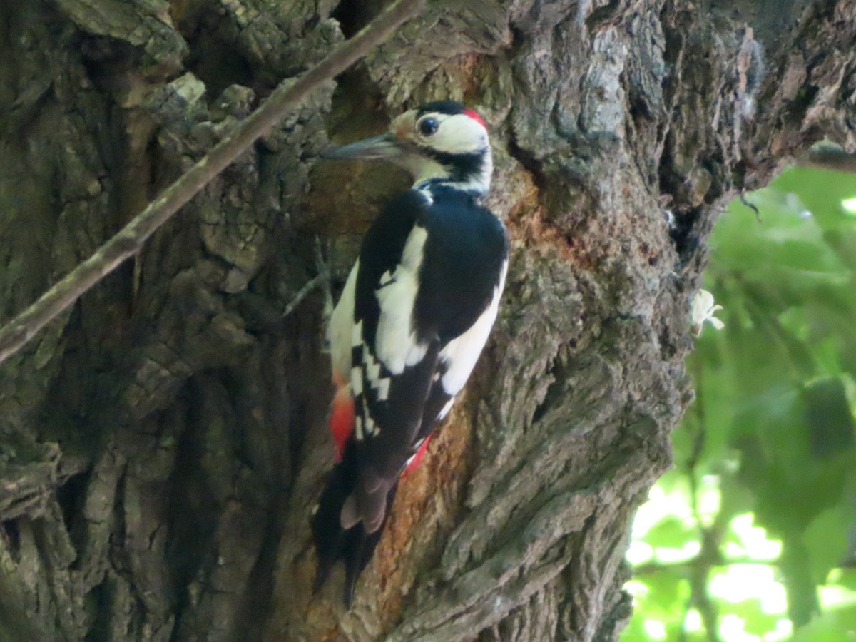 Syrian Woodpecker - ML620063220