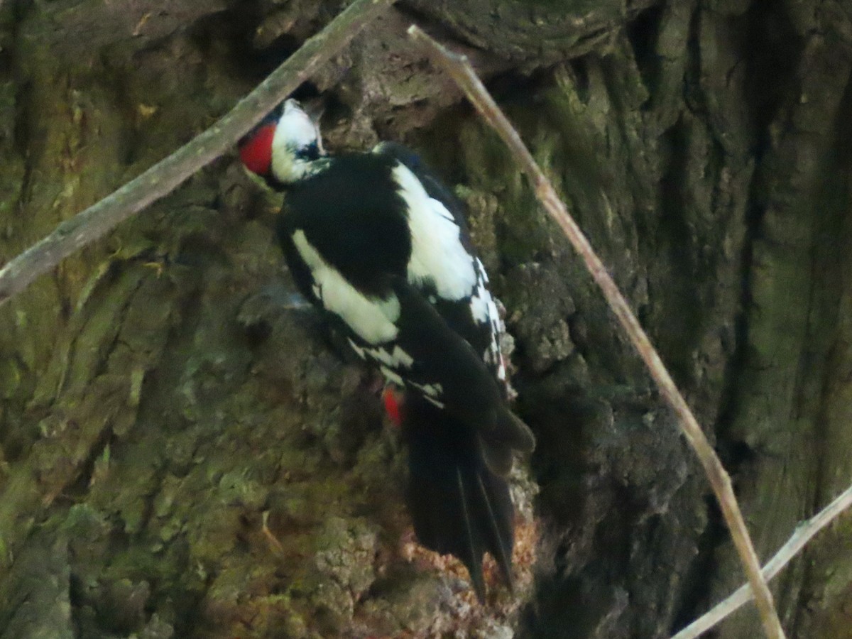 Syrian Woodpecker - ML620063221