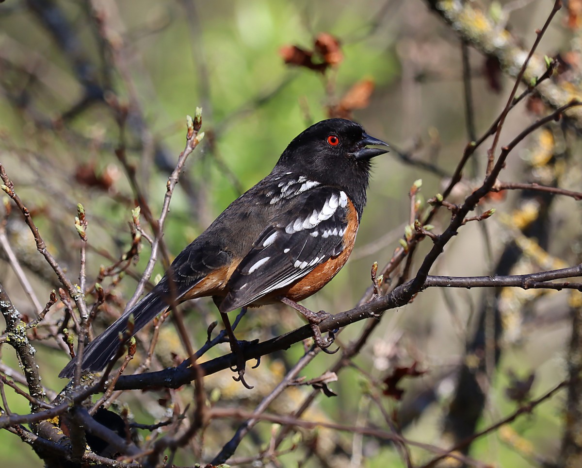 Spotted Towhee - ML620063222