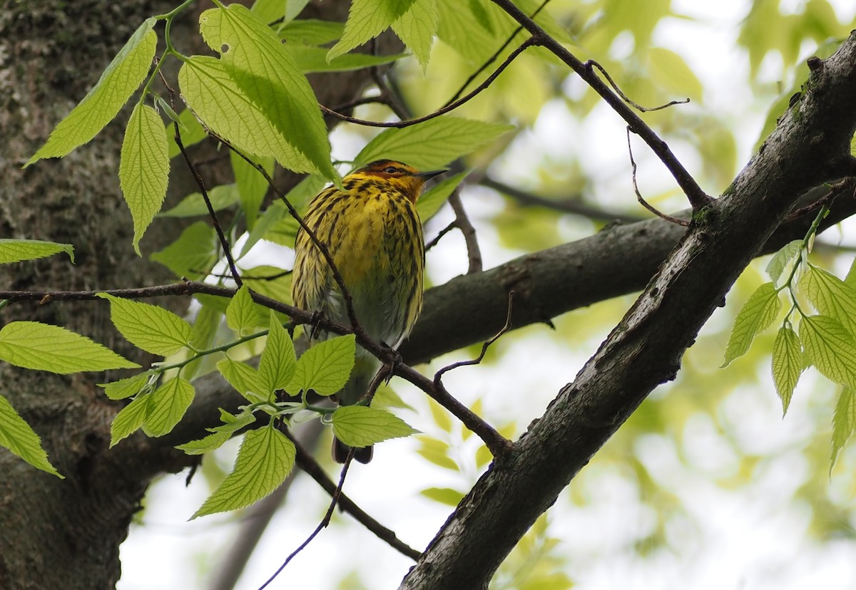 Cape May Warbler - ML620063234