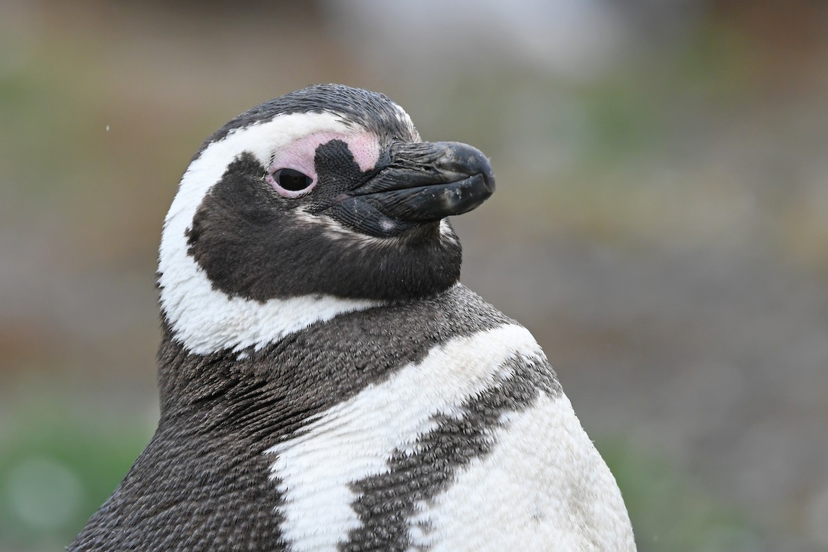 Pingüino Magallánico - ML620063237