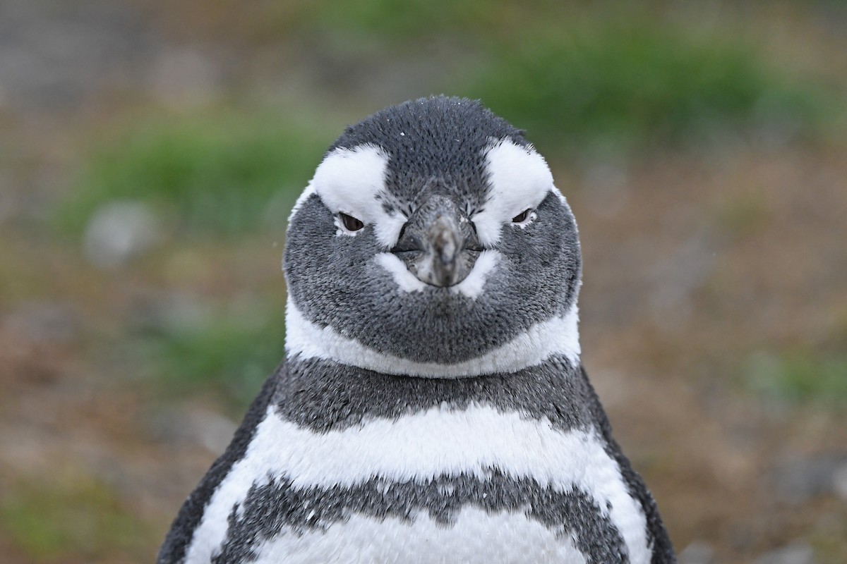 Magellanic Penguin - Christoph Moning