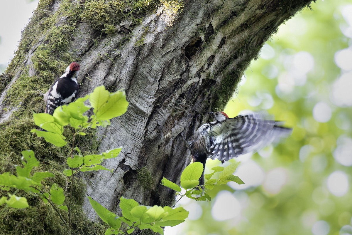 Middle Spotted Woodpecker - ML620063266
