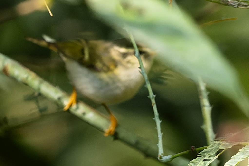 Yellow-browed Warbler - ML620063267