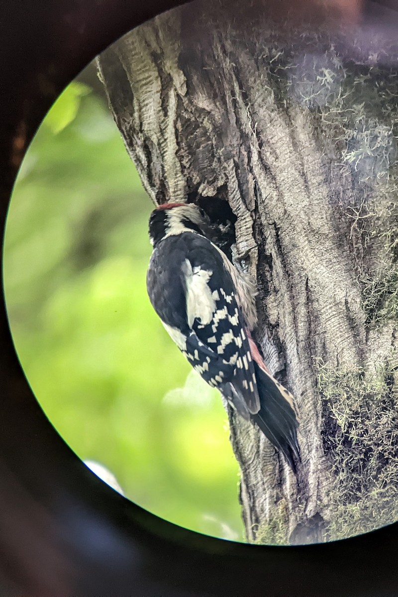 Middle Spotted Woodpecker - ML620063270