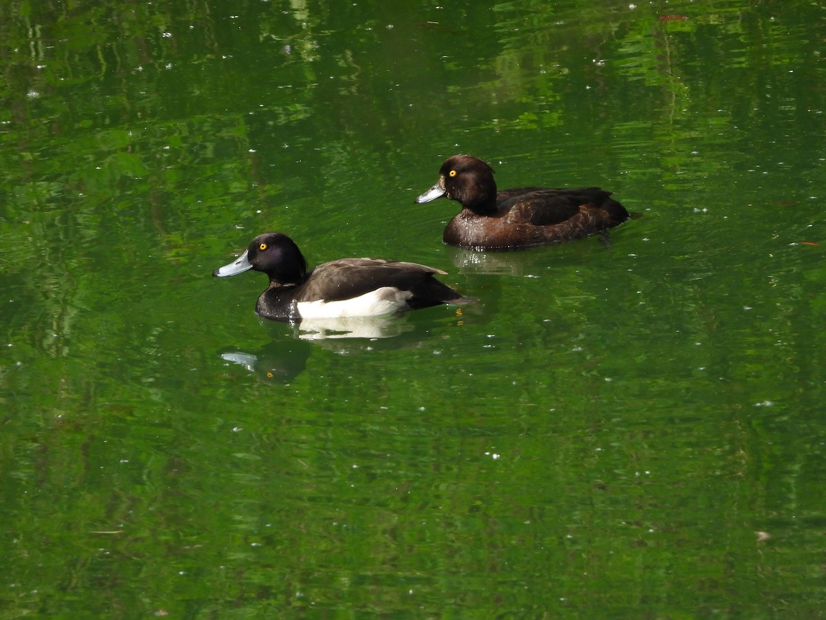 Tufted Duck - ML620063305