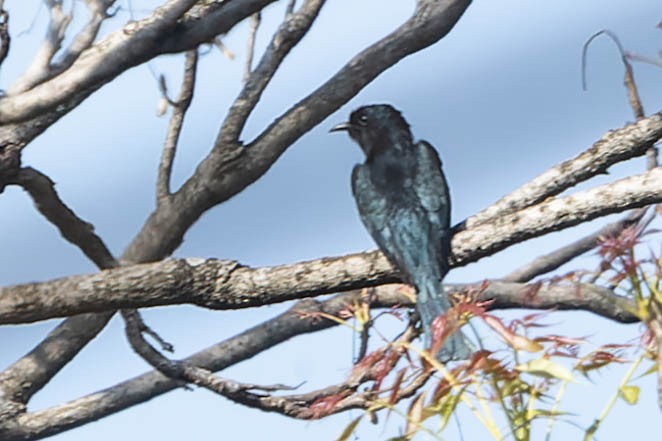Square-tailed Drongo-Cuckoo - ML620063324