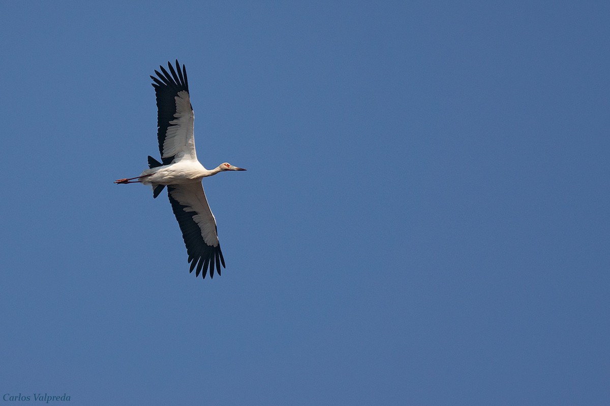 Maguari Stork - ML620063332