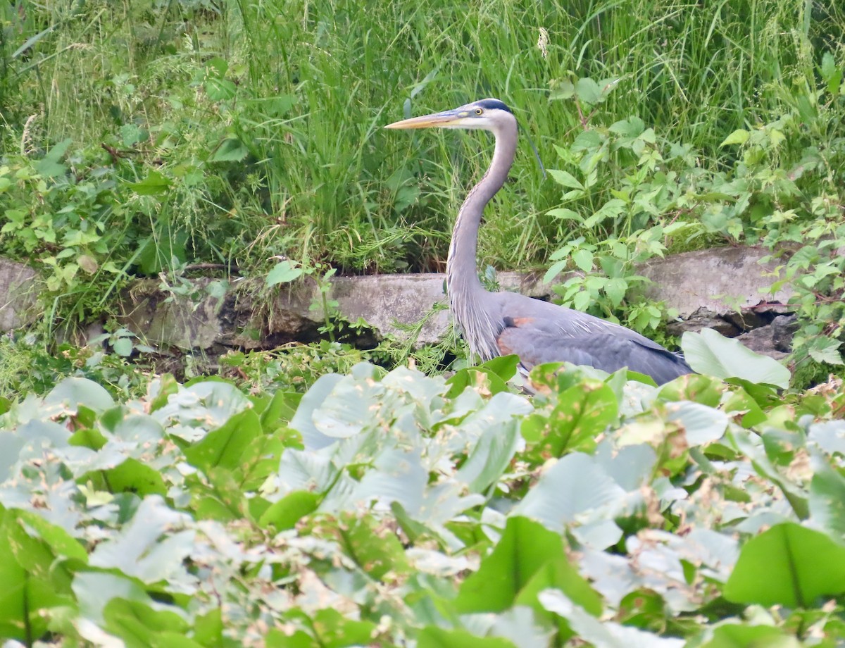 Great Blue Heron - ML620063333