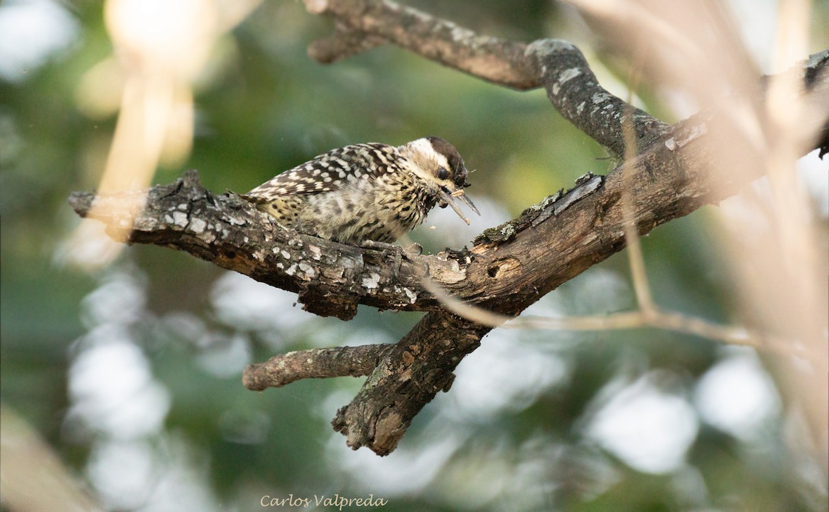 Checkered Woodpecker - Carlos Valpreda