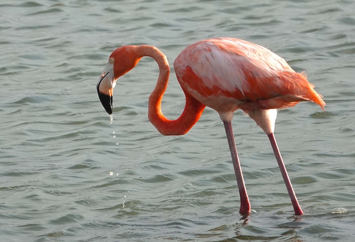 American Flamingo - ML620063340