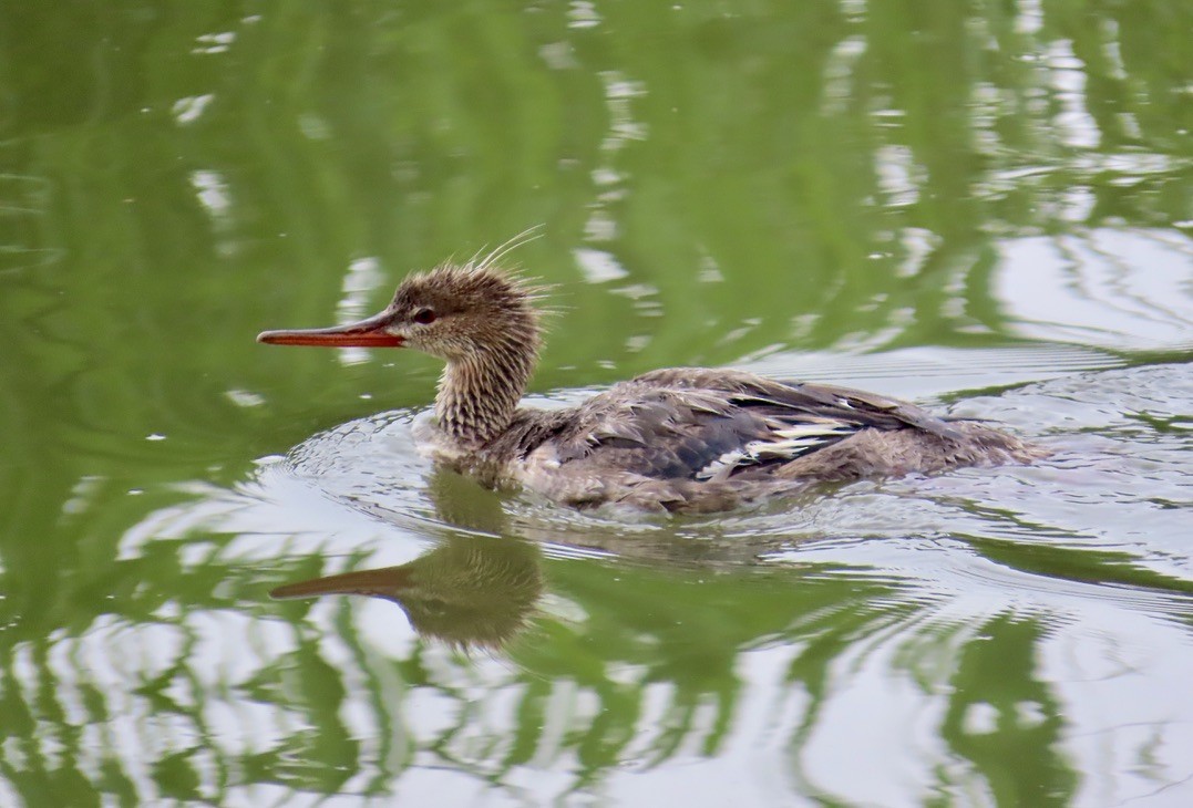 Red-breasted Merganser - ML620063341