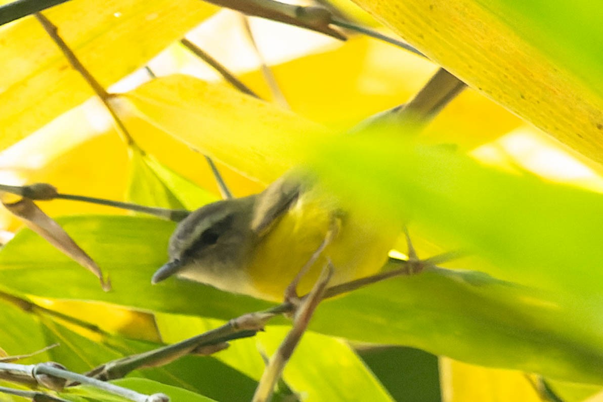 Yellow-bellied Warbler - ML620063345
