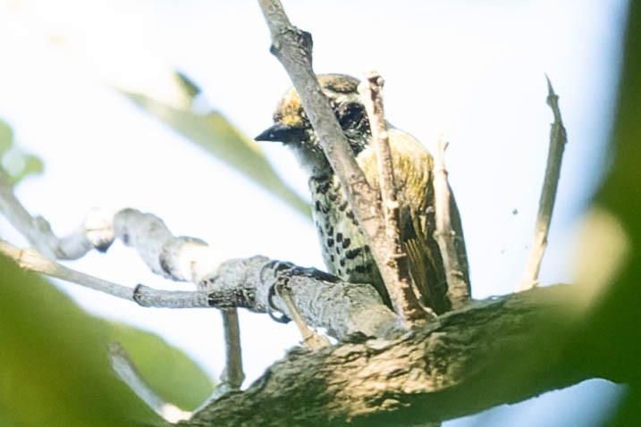 Speckled Piculet - ML620063351
