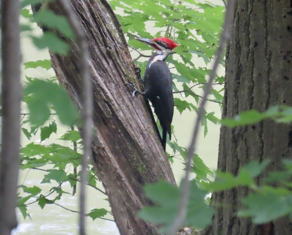 Pileated Woodpecker - ML620063360