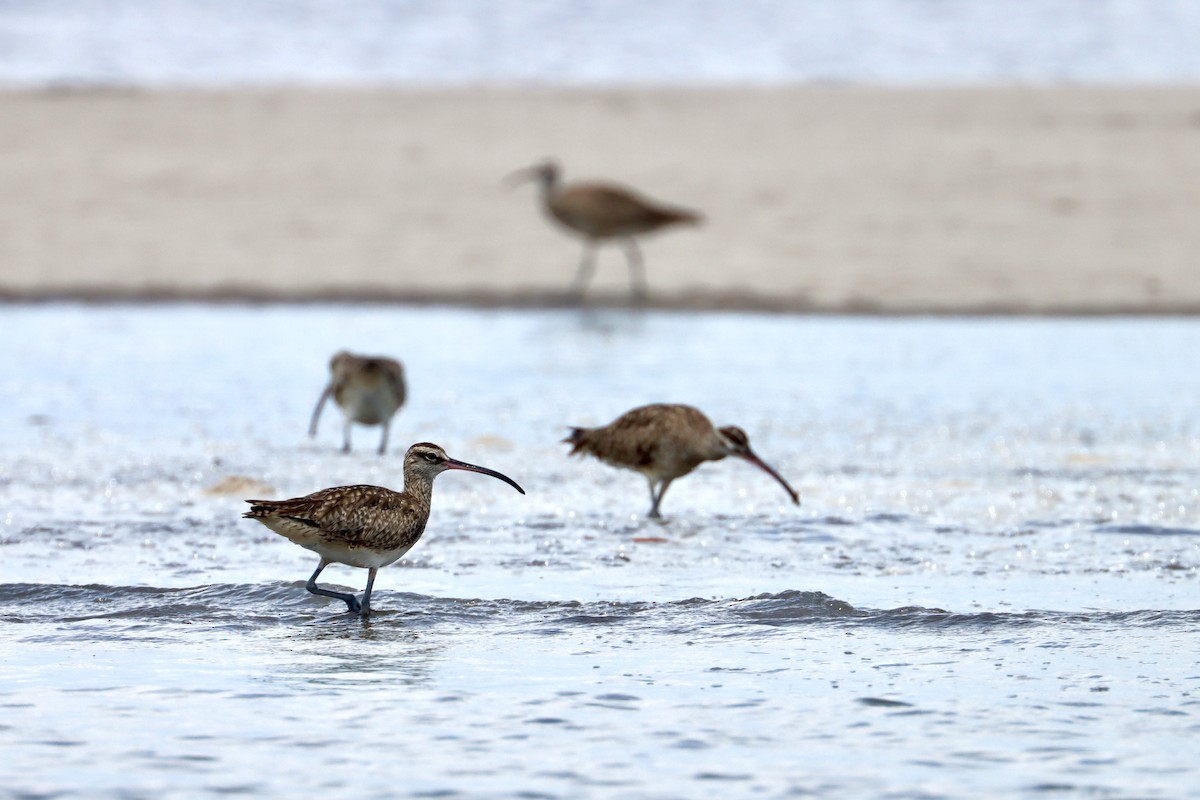 Whimbrel - John van Dort