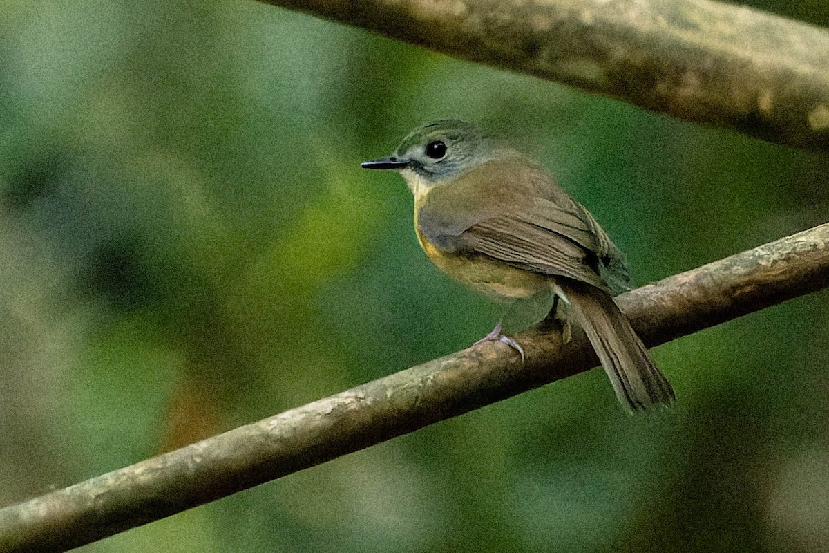 Pale-chinned Flycatcher - ML620063362