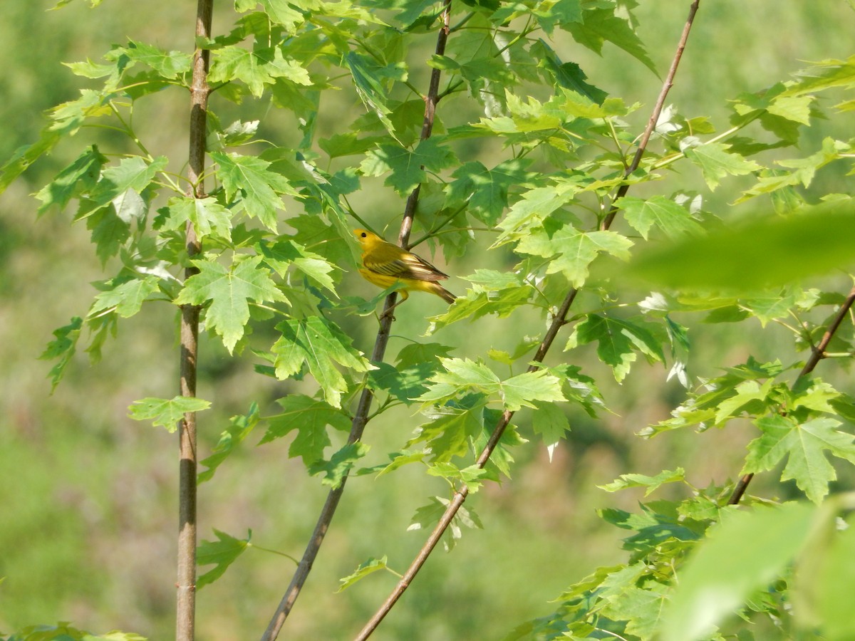 Yellow Warbler - ML620063367