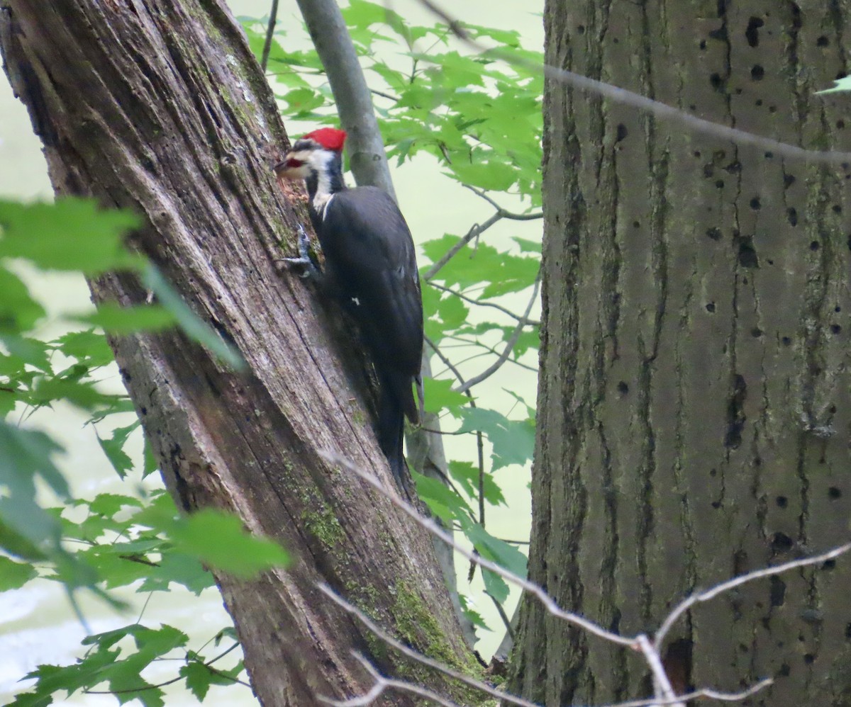 Pileated Woodpecker - ML620063368