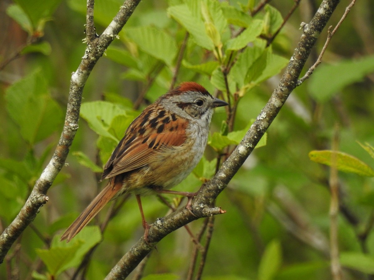 Swamp Sparrow - ML620063372