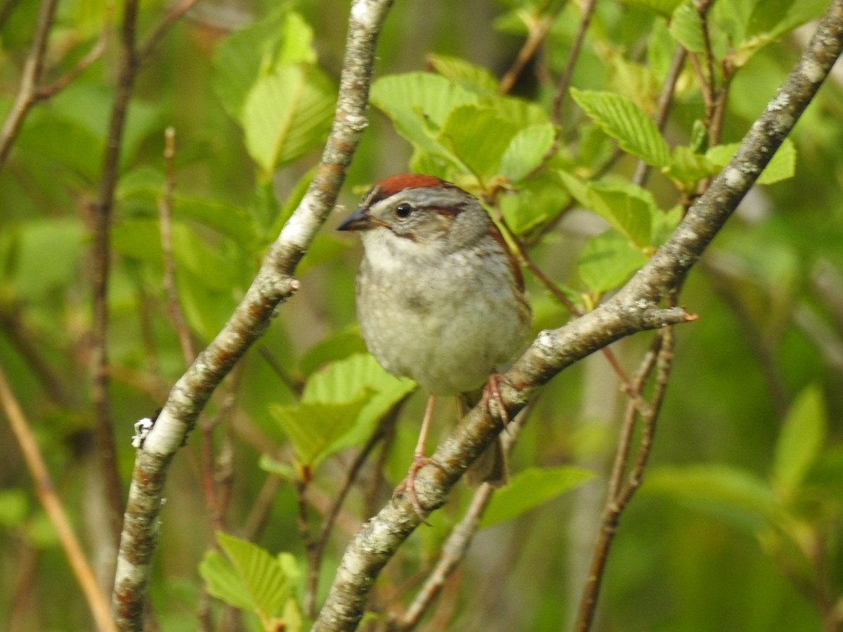Swamp Sparrow - ML620063373