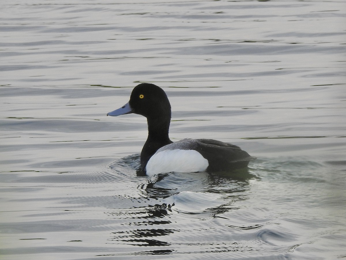 Greater Scaup - ML620063378