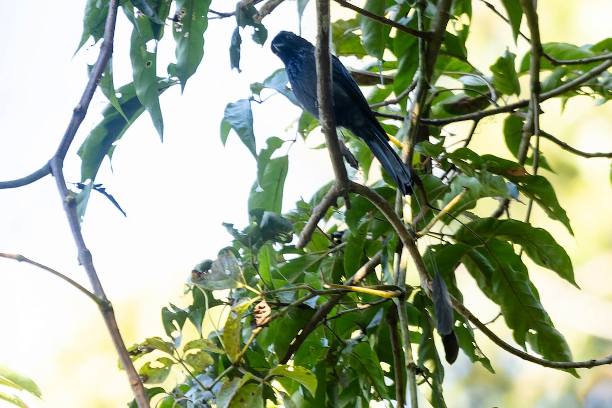 Lesser Racket-tailed Drongo - ML620063385