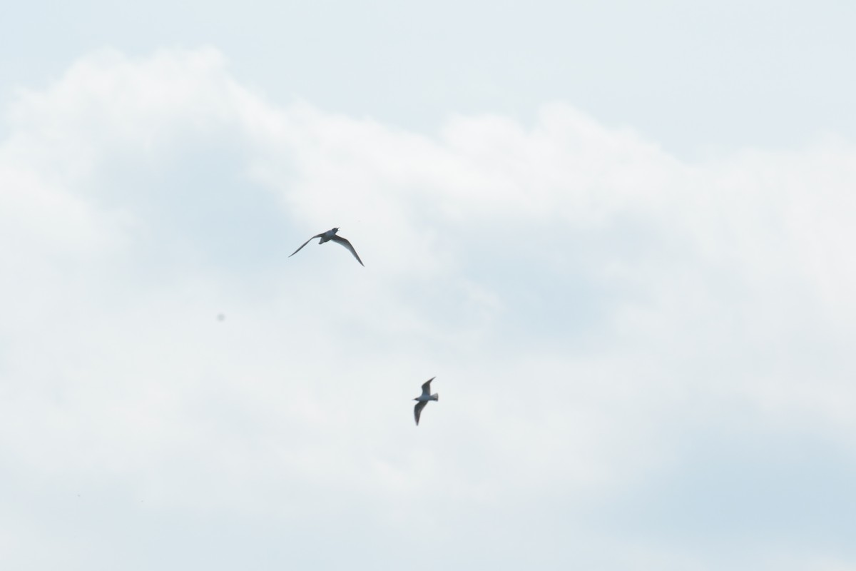 Little Gull - Charles  Gunn