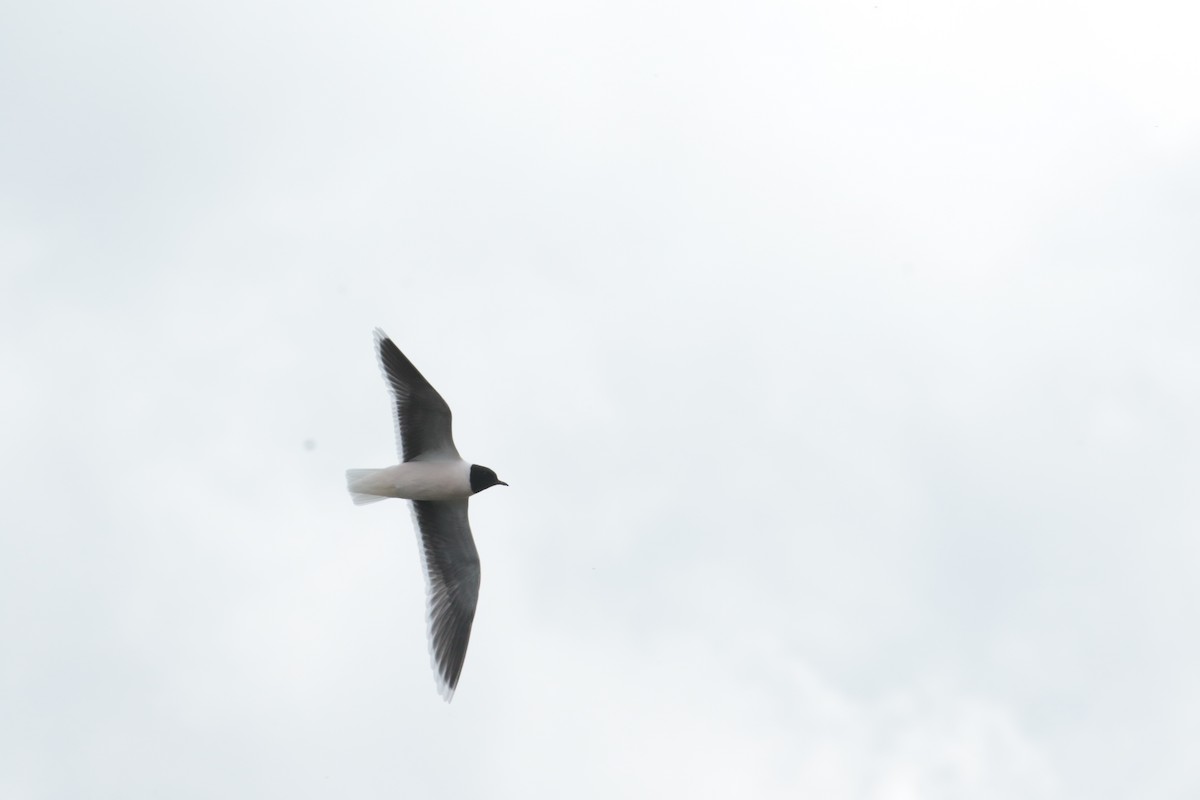 Little Gull - ML620063396