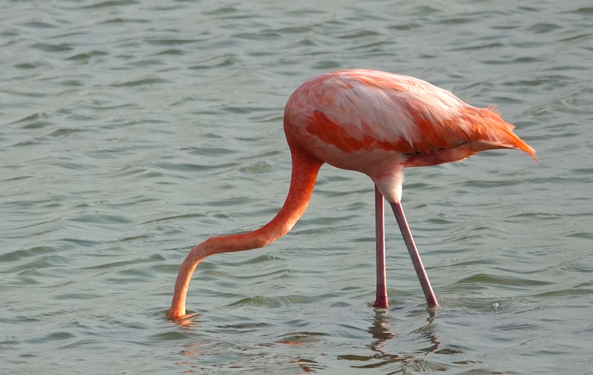 American Flamingo - ML620063397