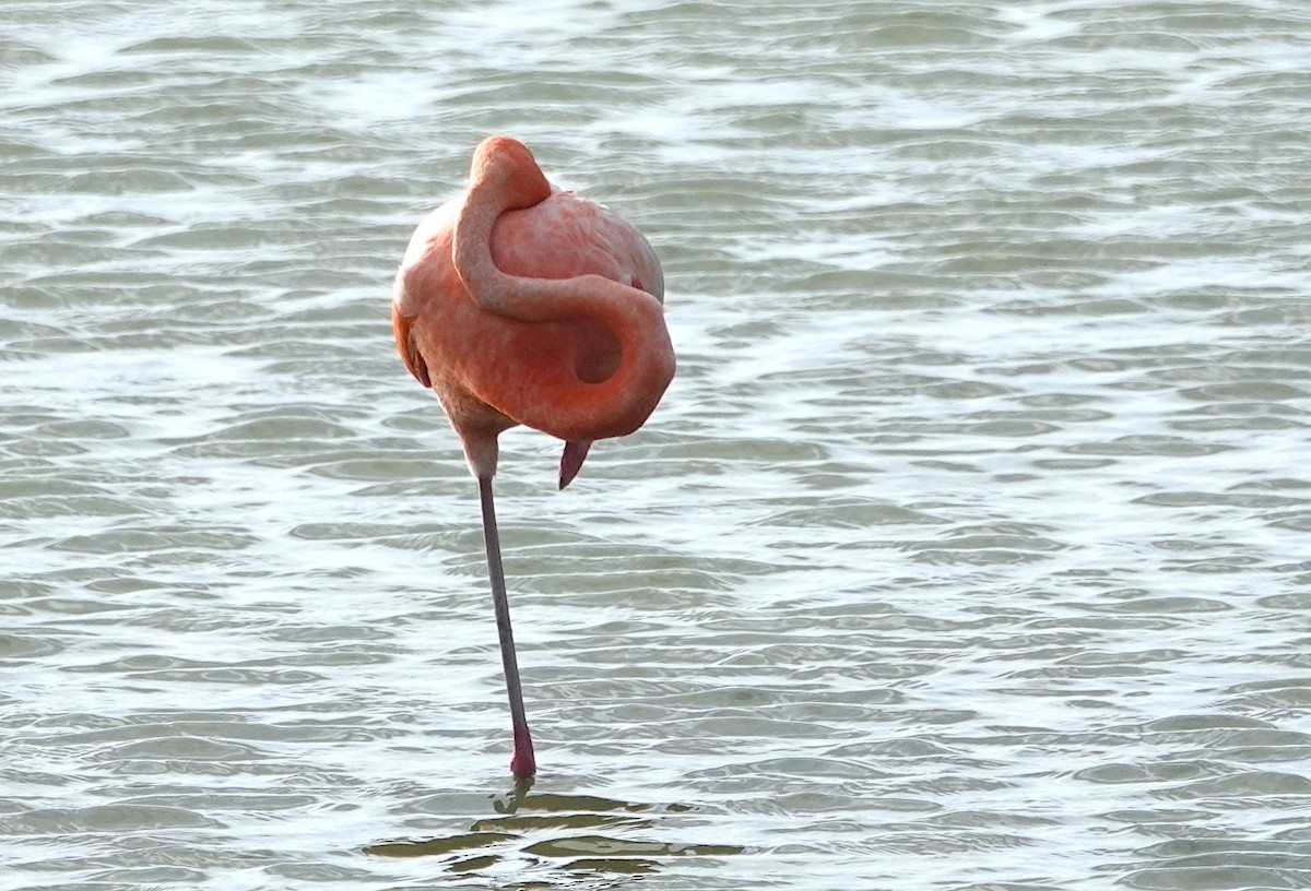 American Flamingo - ML620063408
